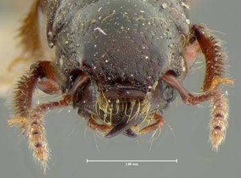 Media type: image; Entomology 6519   Aspect: head dorsal view